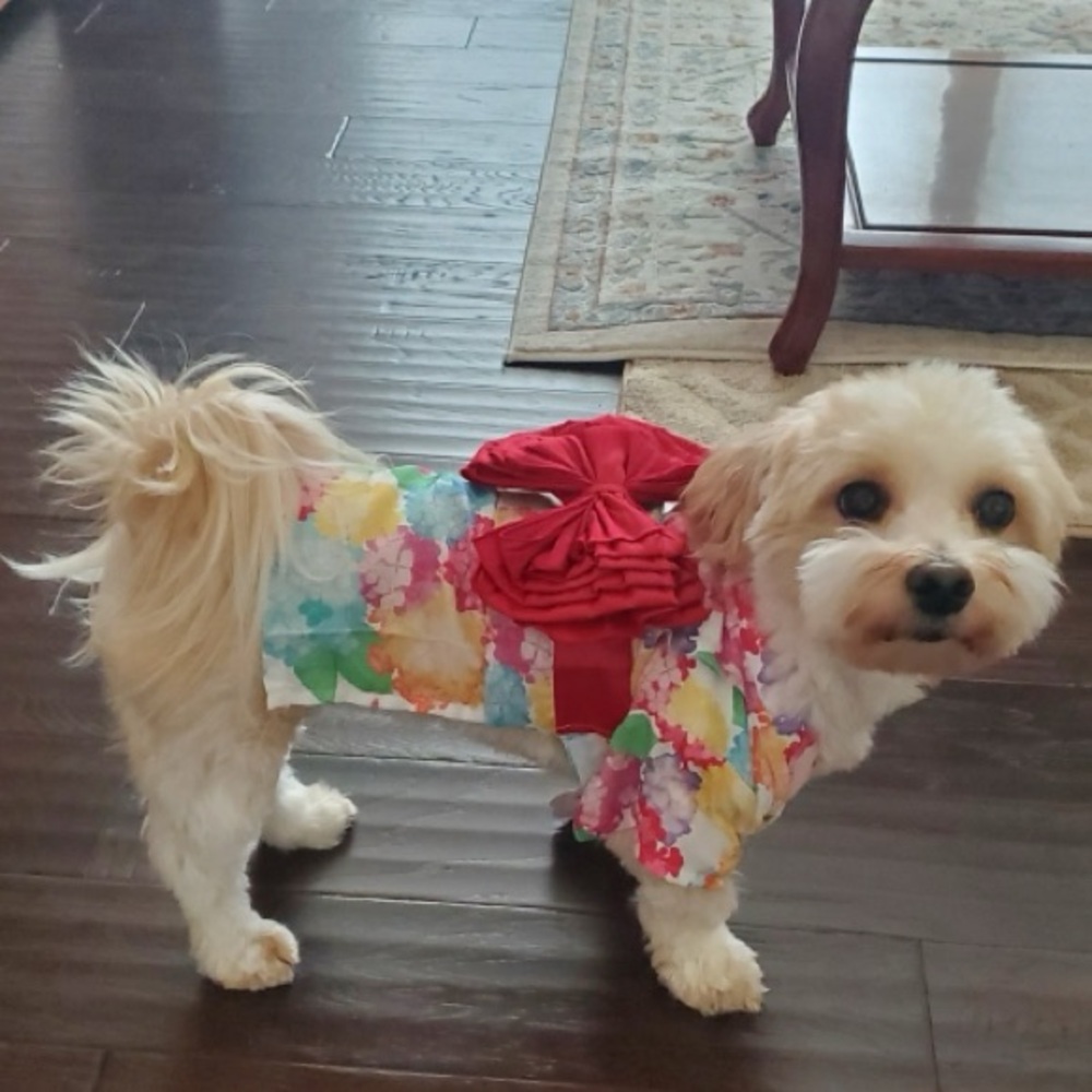 Floral Kimono with Red Bow dog outfit. Does not come with dog.🥰 - Picture 5 of 5